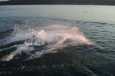 lyovaka 2/2009